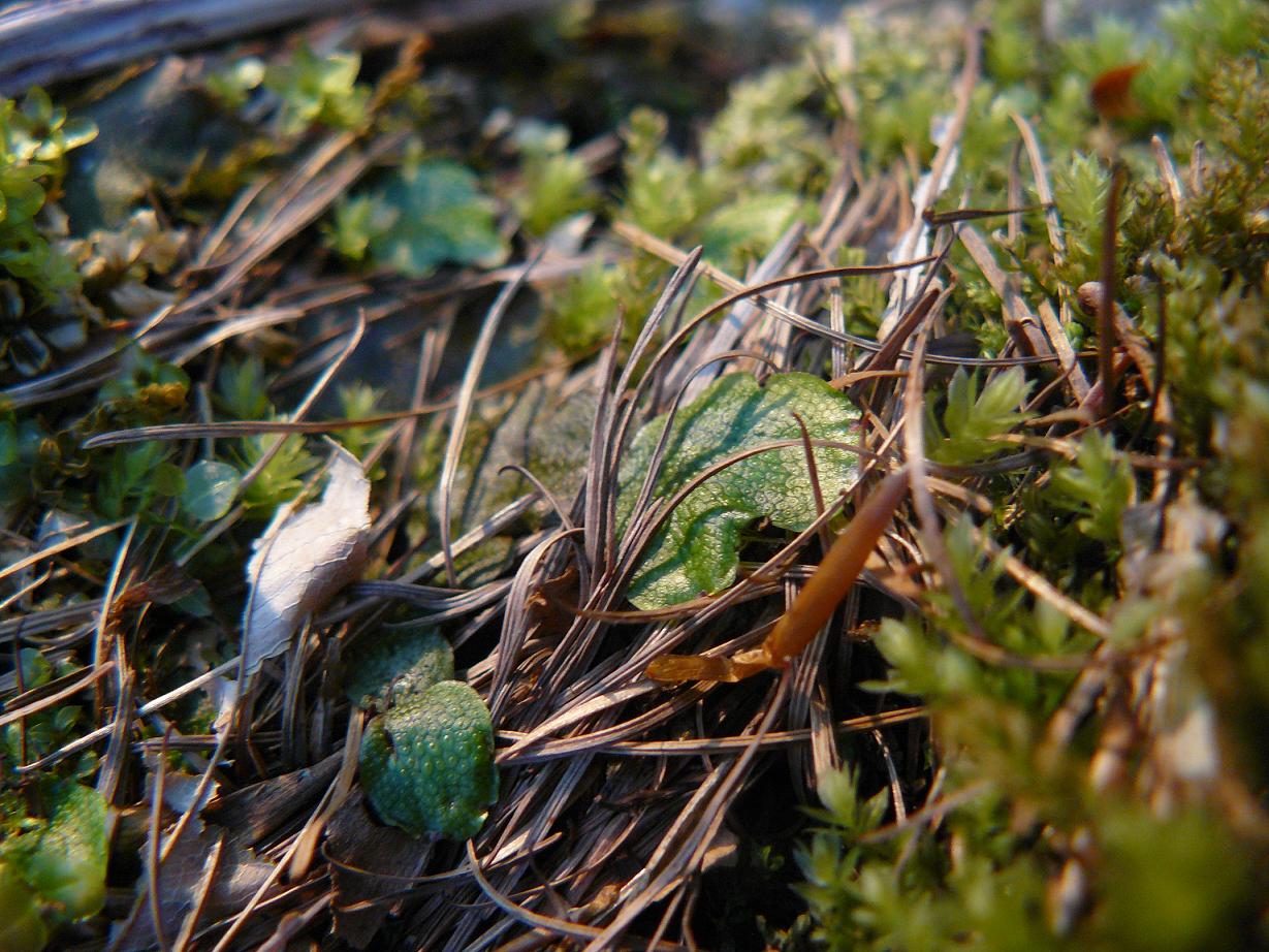 Sagina procumbens ?